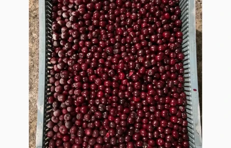 Продам вишню шокової заморозки