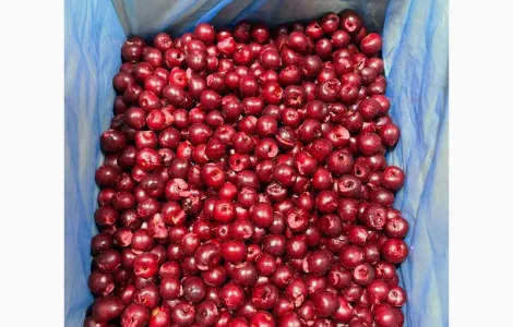 Продам вишню с косточкой