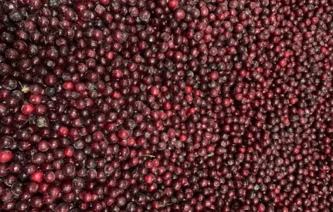 Продам вишню заморожену з кісточкою