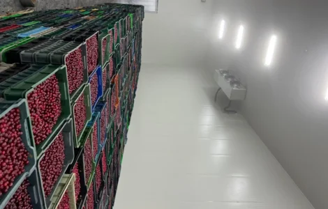 Продам Вишню заморожену