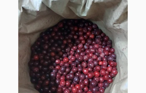 Куплю замороженную вишню с косточкой