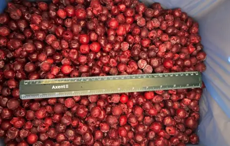 Продам вишню заморожену