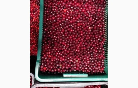 Куплю вишню