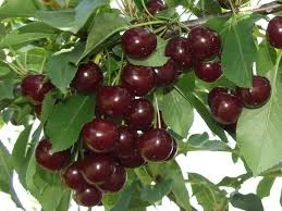Вишня Львовщина от населения | Купить оптом от 10 т | Ягода на заморозку