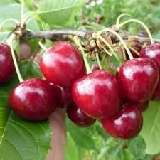 Качественная садовая вишня | Хмельницкая область | Опт от 10 т | Ягода без хвостика