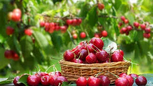 Вишня без хвостика 2025 | От населения | Опт от 10 тонн | Поставка на заморозку