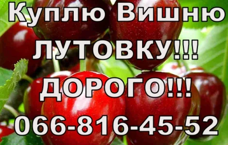На постійній основі закуповую вишню від населення та оптом