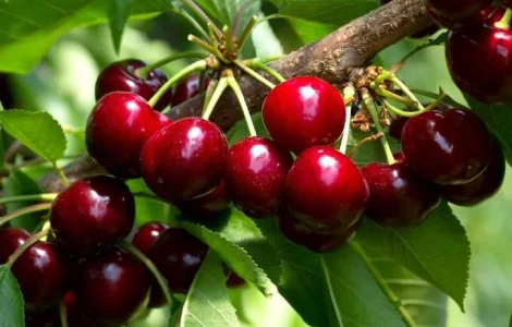 Куплю свежую вишню оптом