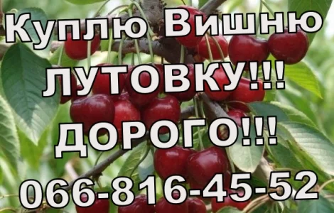 Закуповую вишню оптом!Високі ціни! Великим і дрібним оптом