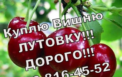 Куплю вишню у будь яких обсягах