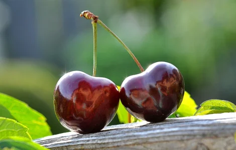 Куплю свежую вишню в г. Днепр