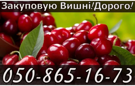 Куплю вишню на постійній основі
