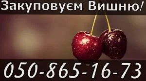 Заготівля вишні 2025!!!Високі ціни