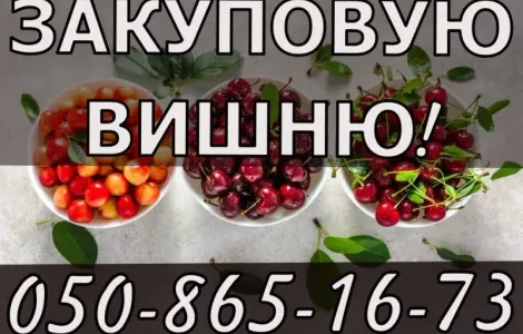 Куплю вишню!ДОРОГО!Будь який обсяг