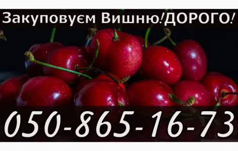 Куплю вишню за найвысшими ценами в области
