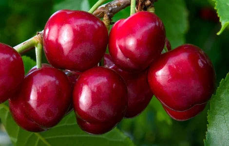 Куплю вишню 2025 урожайного года!Дорого!Любое количество