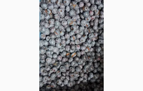 ЛОХИНА заморожена