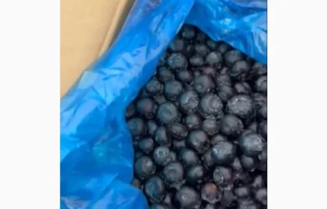 Пропонується заморожена лохина крупного калібру оптом від 10 тонн