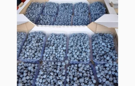 Покупаем ГОЛУБИКУ(чернику)