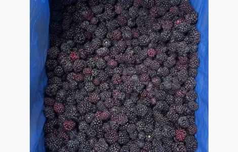 ПРОДАМ ежевику замороженную