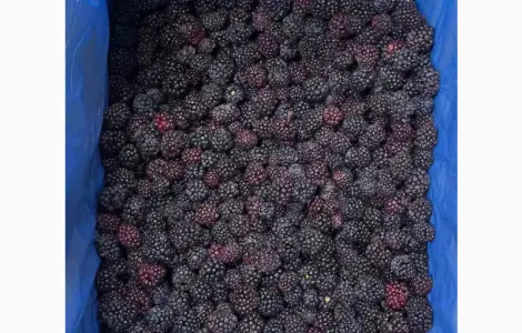 ПРОДАМ ежевику замороженную