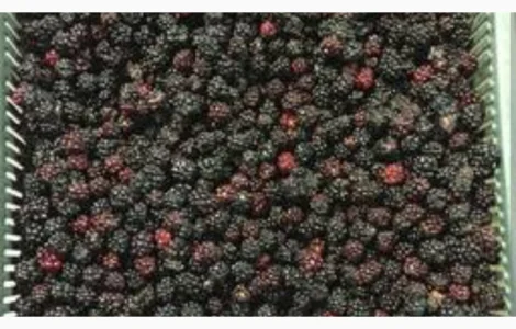 Продам Ожину морожену