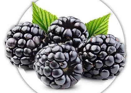 Продается ожина лесная