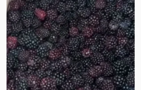 Продается замороженная культурная ежевика