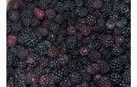 Продам ежевику мороженую культивированную