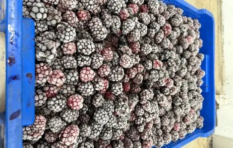 Продам заморожену Ожину