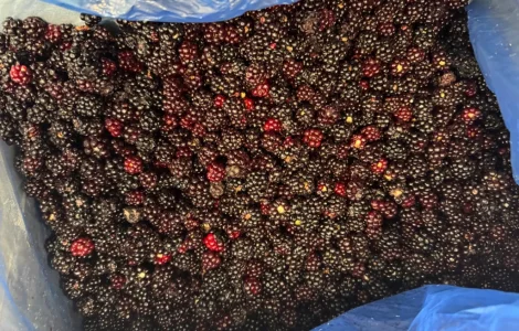 Продам ожину лісову