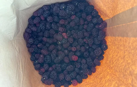 Продам Ожину культивовану