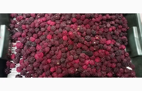 Продам замороженную культивированную ежевику 2-3 сорт