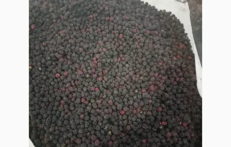 Продам ежевику