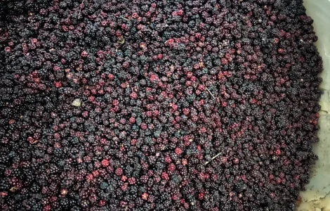 Продається дикоросла ожина