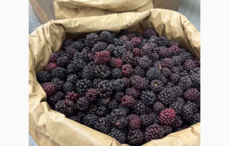 Продам заморожену культивовану Ожину