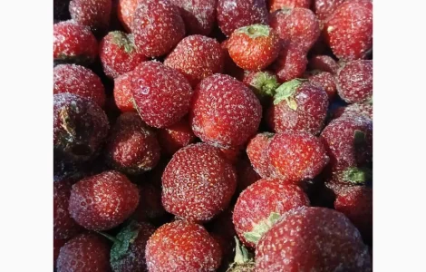 Продается замороженная клубника с хвостиком