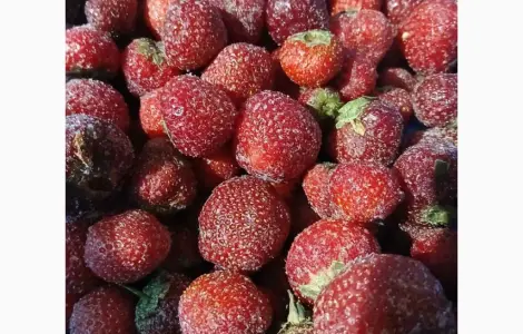 Продам клубнику замороженную с хвостиком