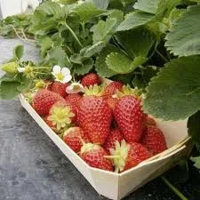 Свіжа полуниця сорту Альба 2025 | Продаж полуниці оптом від 3 тонн