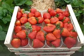 Клубника Румба оптом | 2025 | Сладкая и транспортабельная | От 3 тонн