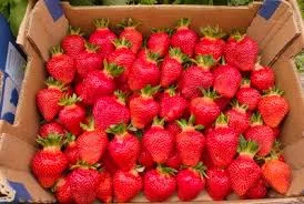 Клубника Хоней | Опт от 3 тонн | Качественный урожай 2025