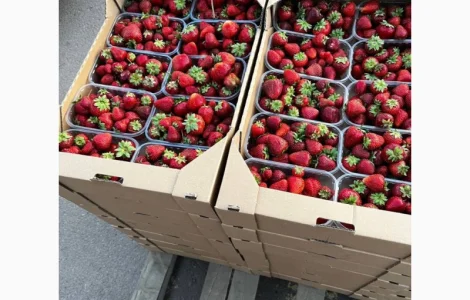 Продам полуницю