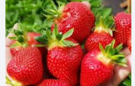 Свіжа полуниця Клері на продаж