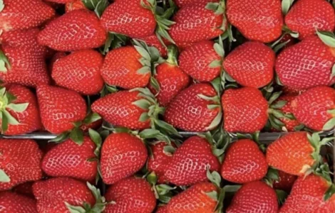 Свіжа клубніка на продаж