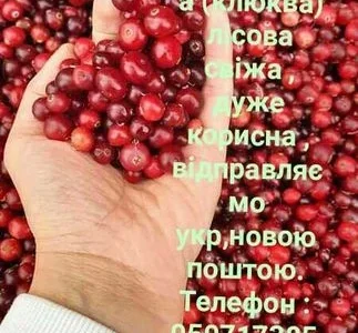 Журавлина лісова очищена