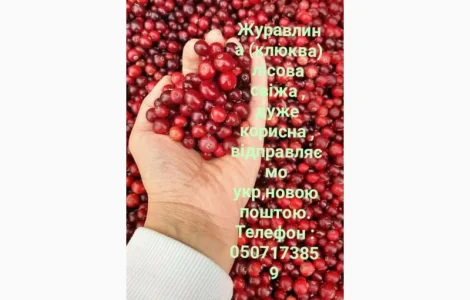 Продам клюкву