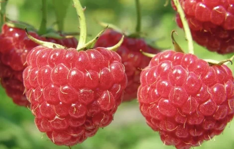 Куплю малину 95/5