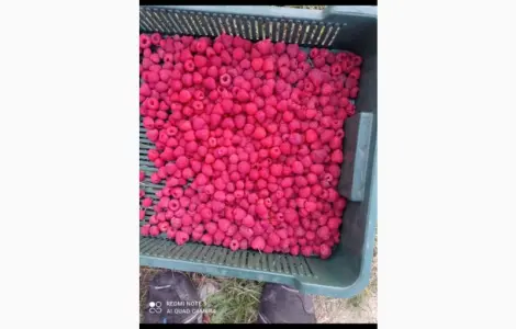 Куплю малину заморожену