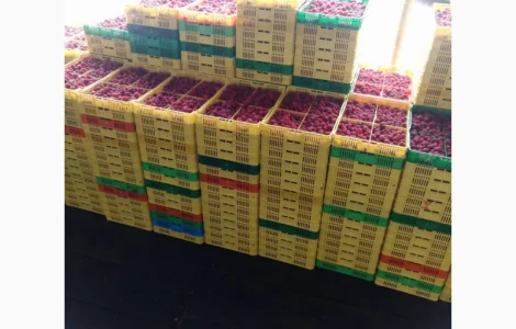 Продается готовый бизнес – плантация малины 2 га