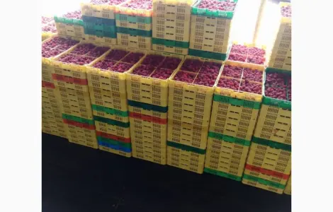 Продам готовый бизнес. Плантация малины 2га
